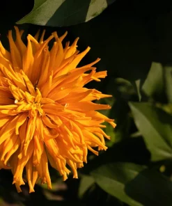 300 Burpeeana Giant Mix Zinnia Elegans Flower Seeds - Cactus Flowered - Image 4