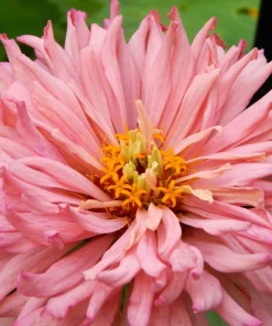300 Burpeeana Giant Mix Zinnia Elegans Flower Seeds - Cactus Flowered - Image 5
