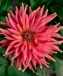 300 Burpeeana Giant Mix Zinnia Elegans Flower Seeds - Cactus Flowered - Image 6