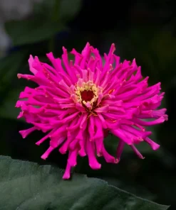 300 Burpeeana Giant Mix Zinnia Elegans Flower Seeds - Cactus Flowered - Image 7