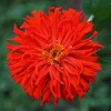 300 Burpeeana Giant Mix Zinnia Elegans Flower Seeds - Cactus Flowered - Image 1