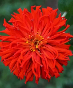 300 Burpeeana Giant Mix Zinnia Elegans Flower Seeds - Cactus Flowered - Image 1