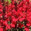 300 Cardinal Flower Seeds - Lobelia Cardinalis - Vibrant Red Blooms - Image 1