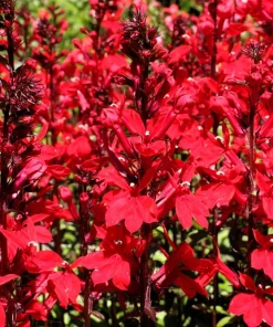 300 Cardinal Flower Seeds - Lobelia Cardinalis - Vibrant Red Blooms - Image 2