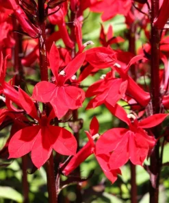 300 Cardinal Flower Seeds - Lobelia Cardinalis - Vibrant Red Blooms - Image 3
