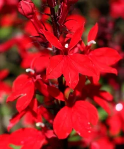 300 Cardinal Flower Seeds - Lobelia Cardinalis - Vibrant Red Blooms - Image 4