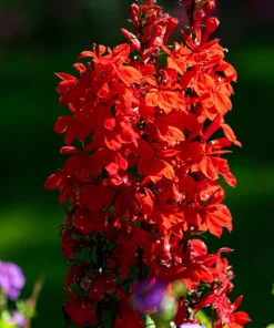 300 Cardinal Flower Seeds - Lobelia Cardinalis - Vibrant Red Blooms - Image 6