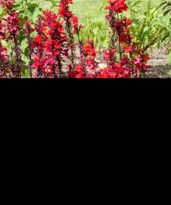 300 Cardinal Flower Seeds - Lobelia Cardinalis - Vibrant Red Blooms - Image 7