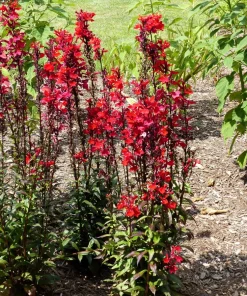 300 Cardinal Flower Seeds - Lobelia Cardinalis - Vibrant Red Blooms - Image 8