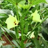 300 Clemson Spineless Green Okra Vegetable Seeds - Heirloom, Easy Grow - Image 1