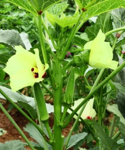 300 Clemson Spineless Green Okra Vegetable Seeds - Heirloom, Easy Grow - Image 1