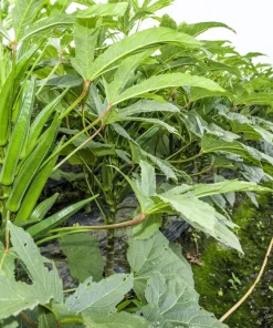 300 Clemson Spineless Green Okra Vegetable Seeds - Heirloom, Easy Grow - Image 3