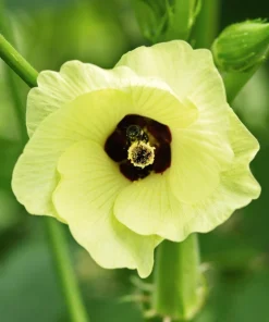 300 Clemson Spineless Green Okra Vegetable Seeds - Heirloom, Easy Grow - Image 4