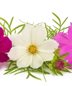 300 Dwarf Cosmos Bipinnatus Flower Seeds - Mixed Colors, Fast Grow - Image 10