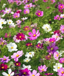 300 Dwarf Cosmos Bipinnatus Flower Seeds - Mixed Colors, Fast Grow - Image 2