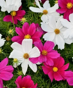 300 Dwarf Cosmos Bipinnatus Flower Seeds - Mixed Colors, Fast Grow - Image 3