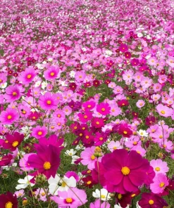 300 Dwarf Cosmos Bipinnatus Flower Seeds - Mixed Colors, Fast Grow - Image 4