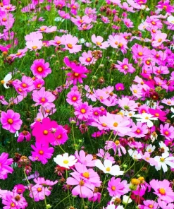 300 Dwarf Cosmos Bipinnatus Flower Seeds - Mixed Colors, Fast Grow - Image 5
