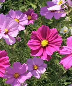 300 Dwarf Cosmos Bipinnatus Flower Seeds - Mixed Colors, Fast Grow - Image 6