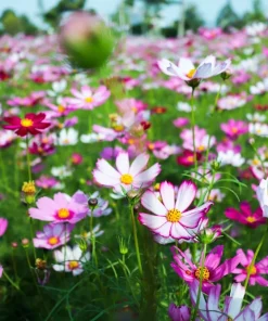 300 Dwarf Cosmos Bipinnatus Flower Seeds - Mixed Colors, Fast Grow - Image 7