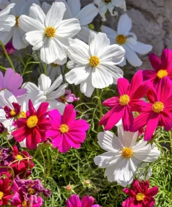 300 Dwarf Cosmos Bipinnatus Flower Seeds - Mixed Colors, Fast Grow - Image 8