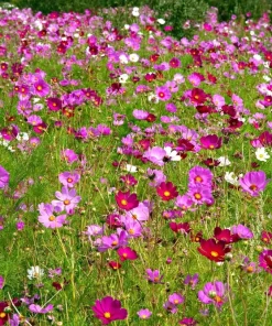300 Dwarf Cosmos Bipinnatus Flower Seeds - Mixed Colors, Fast Grow - Image 9