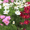 300 Dwarf Cosmos Bipinnatus Flower Seeds - Mixed Colors, Fast Grow - Image 1