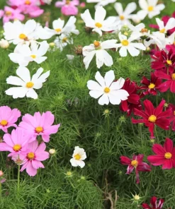 300 Dwarf Cosmos Bipinnatus Flower Seeds - Mixed Colors, Fast Grow - Image 1