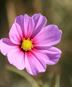 300 Dwarf Pink Cosmos Seeds - Cosmos Bipinnatus Flower Seeds - Image 10