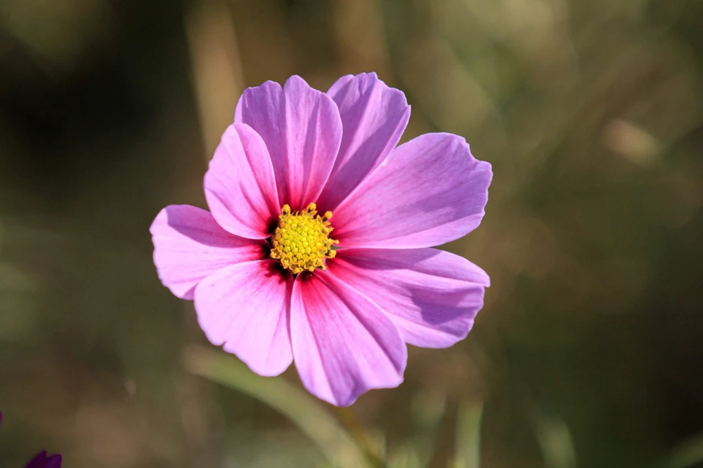 300 Dwarf Pink Cosmos Seeds - Cosmos Bipinnatus Flower Seeds - Image 10