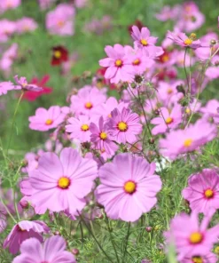 300 Dwarf Pink Cosmos Seeds - Cosmos Bipinnatus Flower Seeds - Image 2