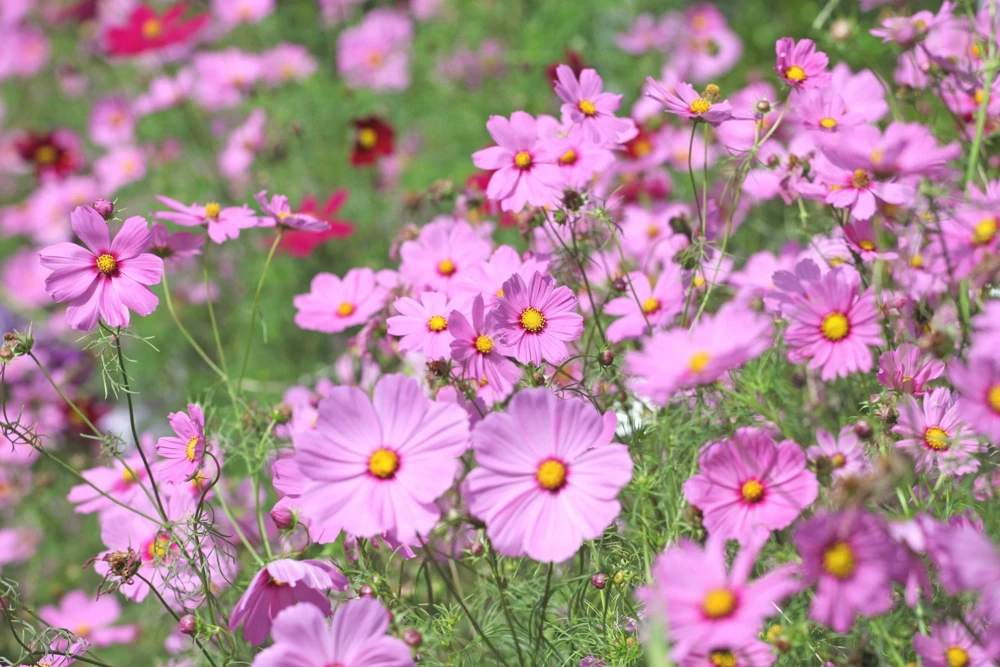 300 Dwarf Pink Cosmos Seeds - Cosmos Bipinnatus Flower Seeds - Image 2