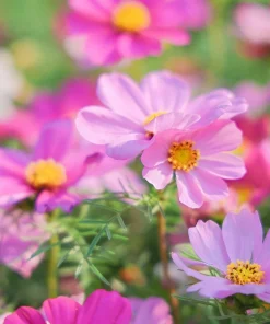 300 Dwarf Pink Cosmos Seeds - Cosmos Bipinnatus Flower Seeds - Image 3