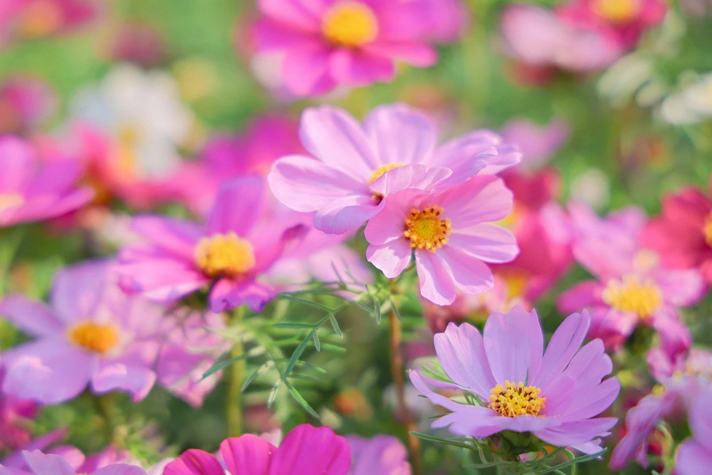 300 Dwarf Pink Cosmos Seeds - Cosmos Bipinnatus Flower Seeds - Image 3