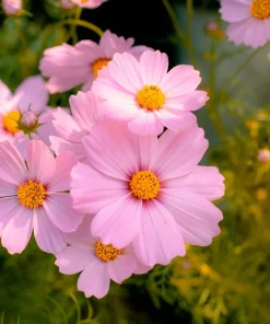 300 Dwarf Pink Cosmos Seeds - Cosmos Bipinnatus Flower Seeds - Image 4
