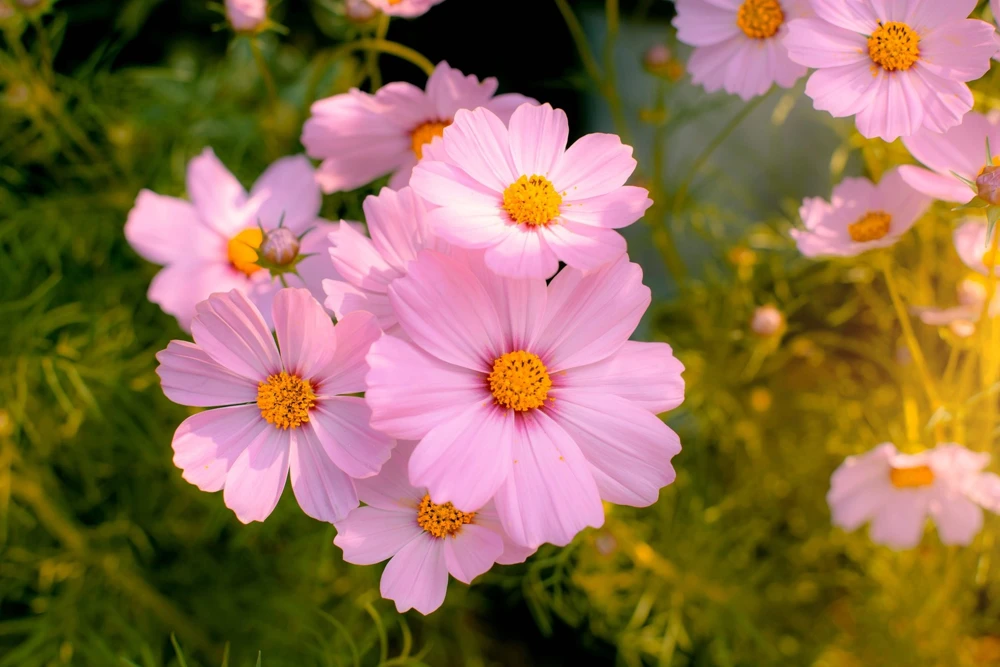 300 Dwarf Pink Cosmos Seeds - Cosmos Bipinnatus Flower Seeds - Image 4