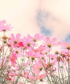 300 Dwarf Pink Cosmos Seeds - Cosmos Bipinnatus Flower Seeds - Image 5