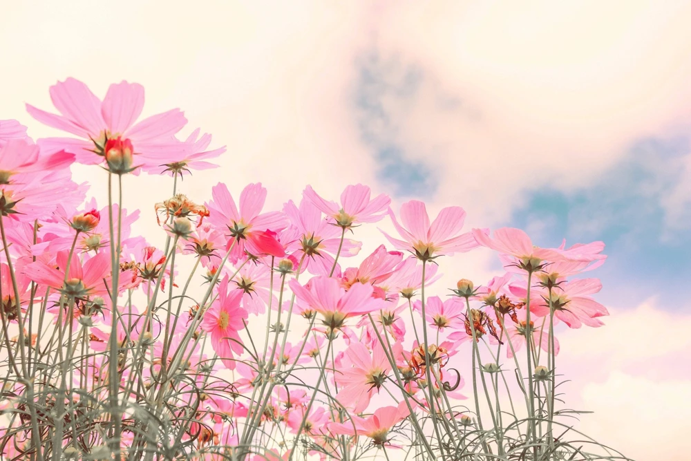 300 Dwarf Pink Cosmos Seeds - Cosmos Bipinnatus Flower Seeds - Image 5