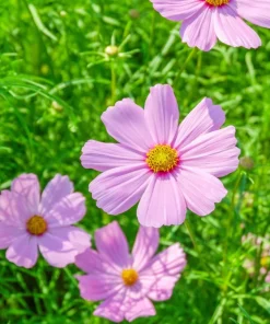 300 Dwarf Pink Cosmos Seeds - Cosmos Bipinnatus Flower Seeds - Image 6