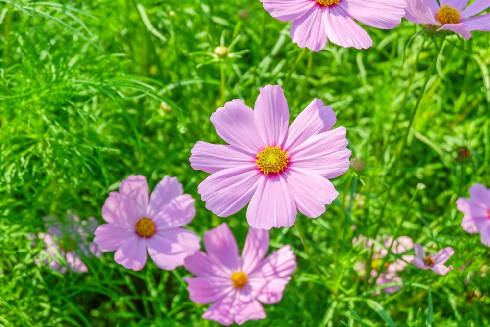 300 Dwarf Pink Cosmos Seeds - Cosmos Bipinnatus Flower Seeds - Image 6