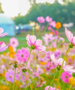 300 Dwarf Pink Cosmos Seeds - Cosmos Bipinnatus Flower Seeds - Image 7