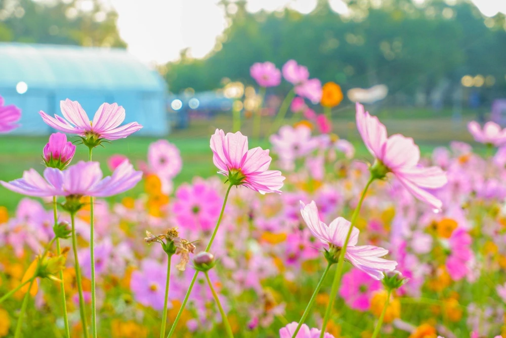 300 Dwarf Pink Cosmos Seeds - Cosmos Bipinnatus Flower Seeds - Image 7