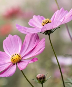300 Dwarf Pink Cosmos Seeds - Cosmos Bipinnatus Flower Seeds - Image 8