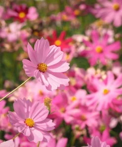 300 Dwarf Pink Cosmos Seeds - Cosmos Bipinnatus Flower Seeds - Image 9