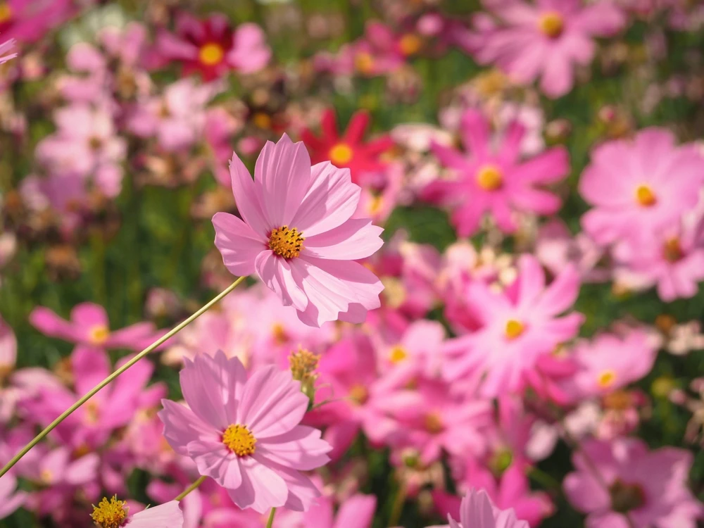 300 Dwarf Pink Cosmos Seeds - Cosmos Bipinnatus Flower Seeds - Image 9