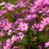 300 Dwarf Pink Cosmos Seeds - Cosmos Bipinnatus Flower Seeds - Image 1