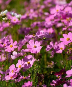 300 Dwarf Pink Cosmos Seeds - Cosmos Bipinnatus Flower Seeds - Image 1