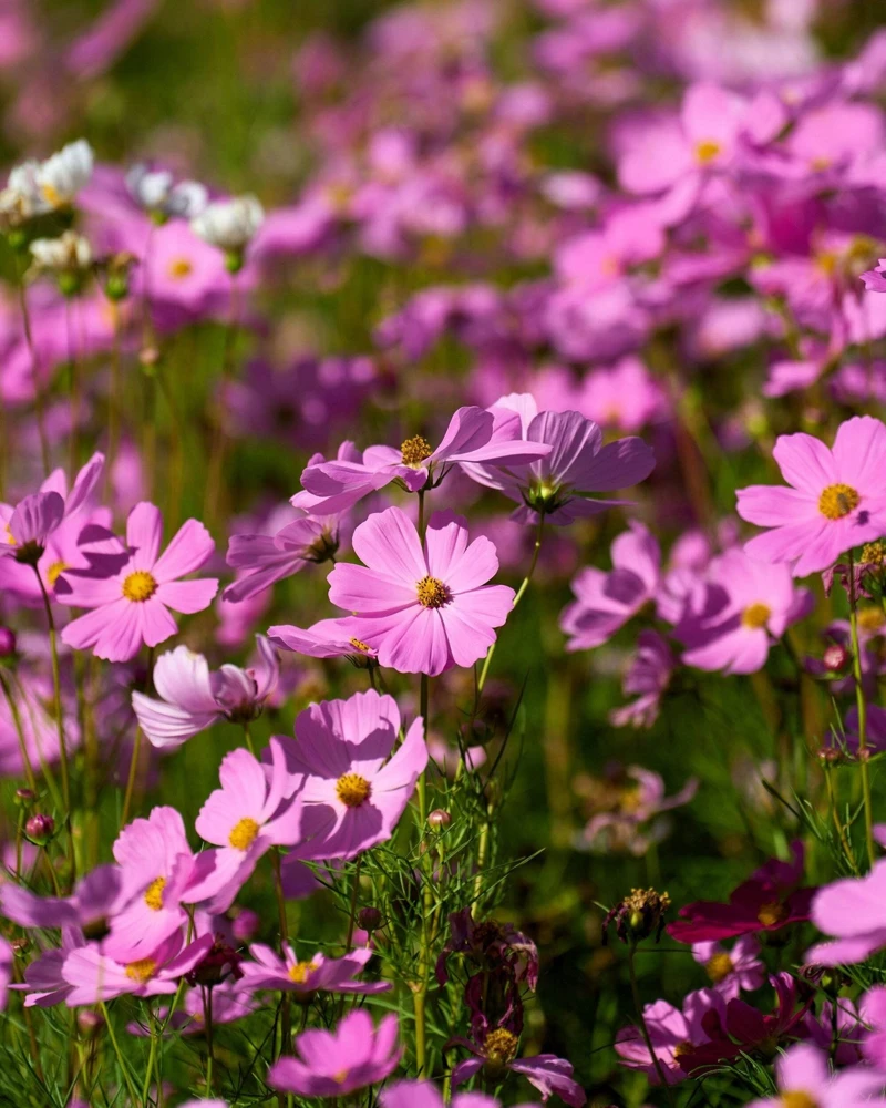 300 Dwarf Pink Cosmos Seeds - Cosmos Bipinnatus Flower Seeds - Image 1