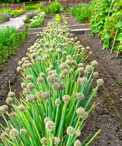 300 Evergreen Nebuka Bunching Onion Seeds - Japanese Allium Fistulosum Vegetable - Image 10