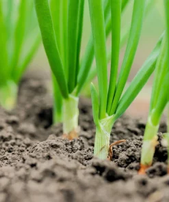 300 Evergreen Nebuka Bunching Onion Seeds - Japanese Allium Fistulosum Vegetable - Image 2